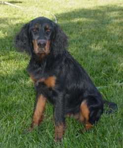 Puppy2_400x480