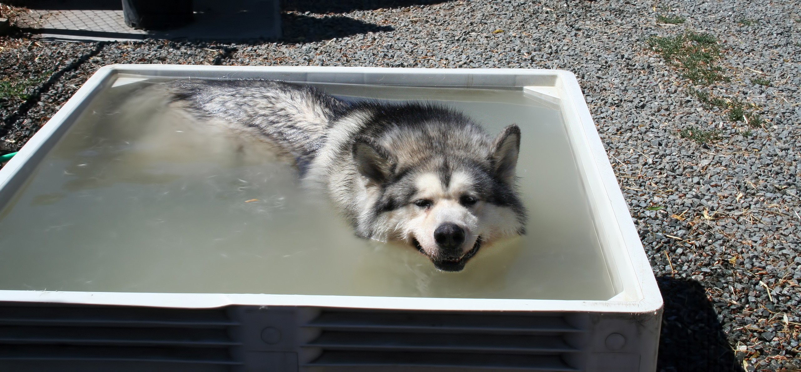 Your Premier Dog Kennel in Petaluma, CA, Serving the North Bay and